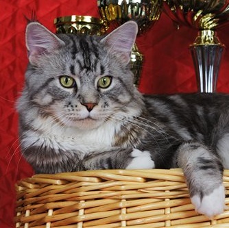 Lucky Coon Silver - maine-coon