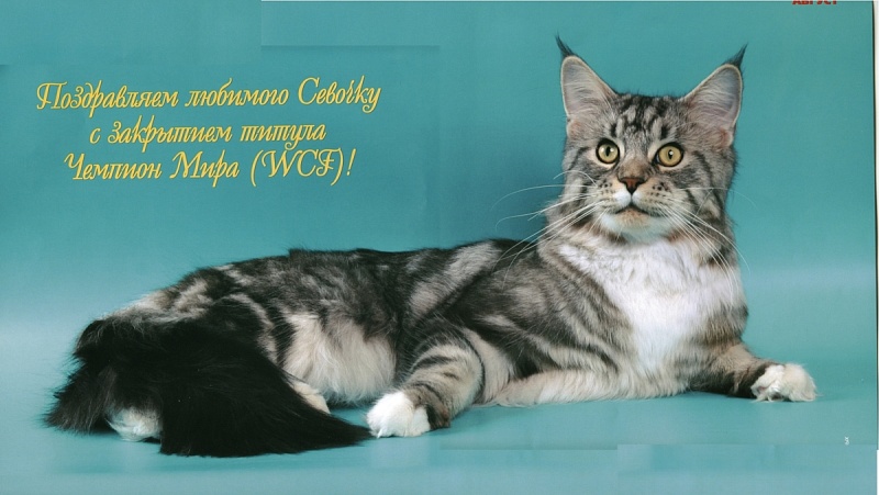 Lucky Coon Silver - maine-coon