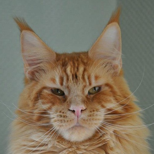 Leaena Tennessee - мейн-кун