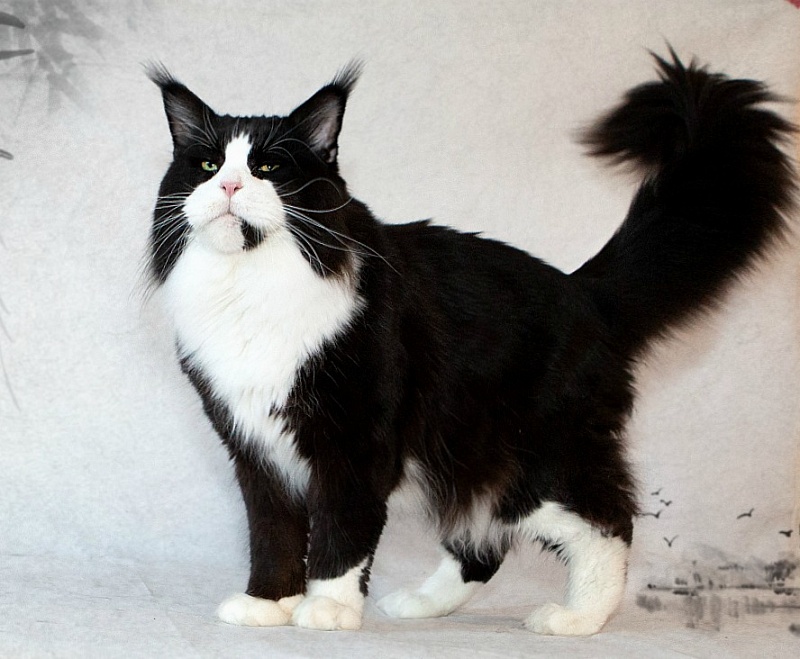 Great Pride Halif - мейн-кун