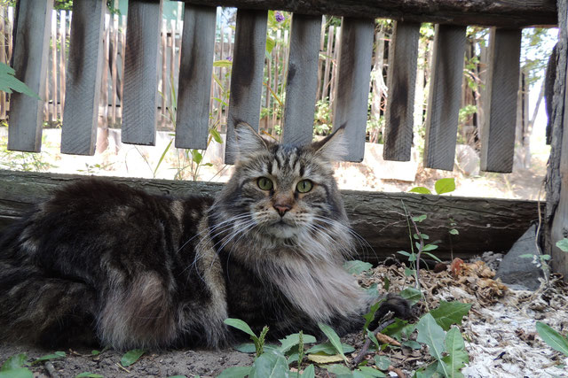 Zhemchuzhina Pjat' Zvezd - мейн-кун