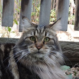 Zhemchuzhina Pjat' Zvezd