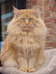 Arctic Coon's Wild Majesty - мейн-кун