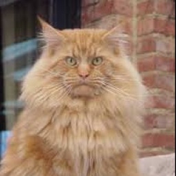 Arctic Coon's Wild Majesty