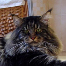 Racoone's Paco Navarro