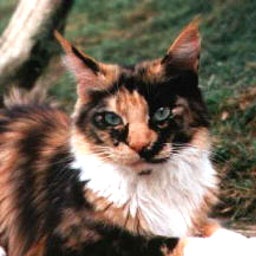 Willowplace Timbatou of Belushies