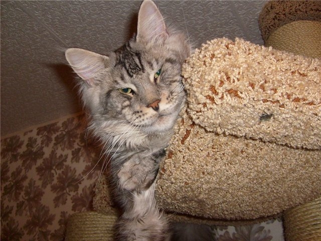 Alwaro Night Hunter - мейн-кун