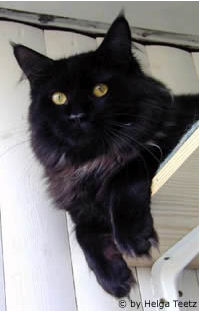 Langstteich's O'Baker - мейн-кун