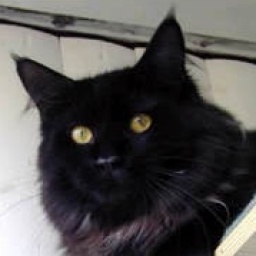 Langstteich's O'Baker