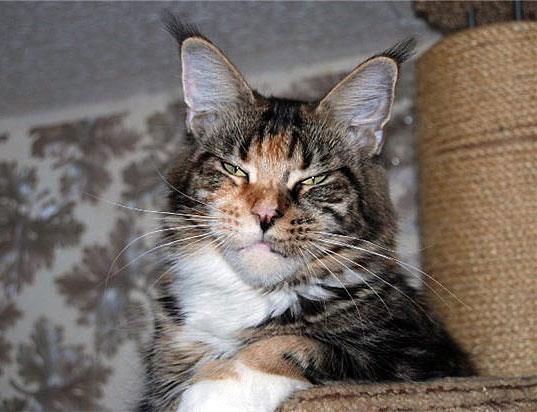 Homelynx Kon-Fetti - maine-coon