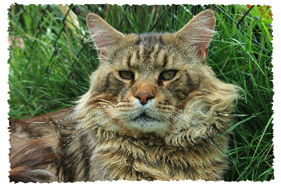 Advent Hill Andover of Loving Bear - maine-coon