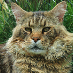 Advent Hill Andover of Loving Bear