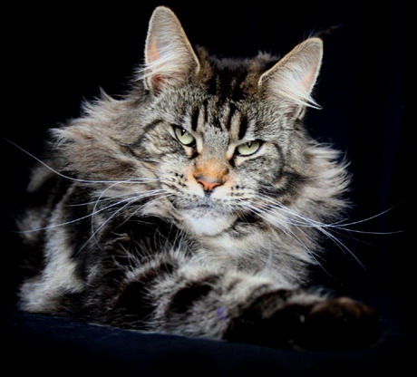 Honey Hill You Can't Match it Naomi - maine-coon