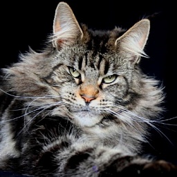 Honey Hill You Can't Match it Naomi