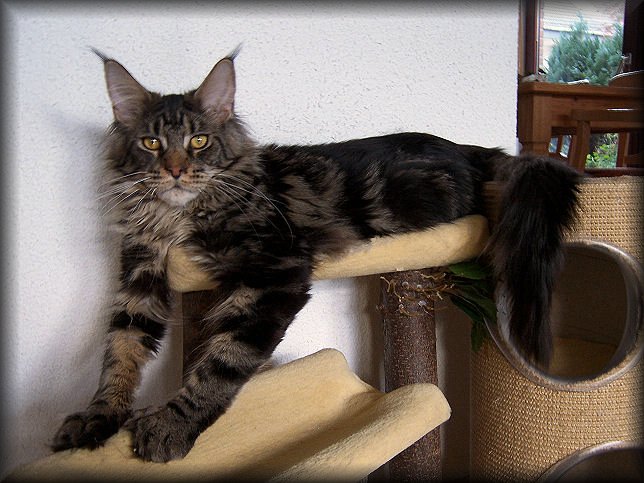Kingman of Midnight Colony - maine-coon