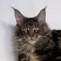 Kingman of Midnight Colony