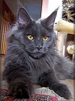 Pillowtalk's Xazita - maine-coon