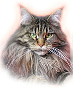 Timaracoon Amici - maine-coon