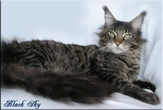 Belmicoon Black Sky of Timaracoon - maine-coon