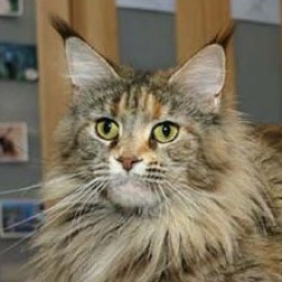 ParadiseIsland LadyRose