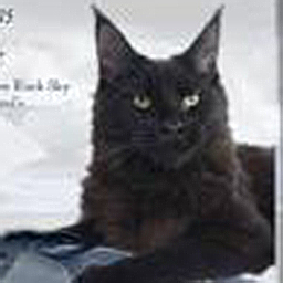 Timaracoon's Look At Me