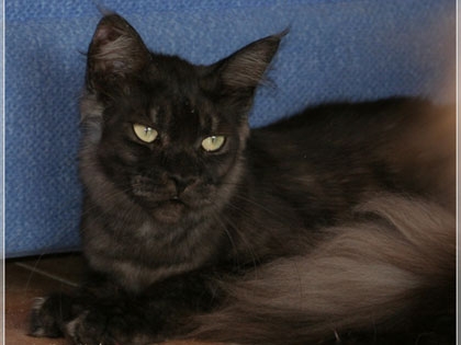 Cool Motion's Lambada - maine-coon