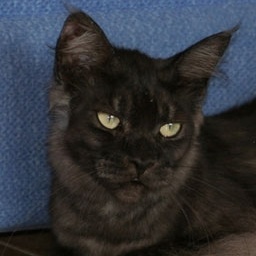 Cool Motion's Lambada