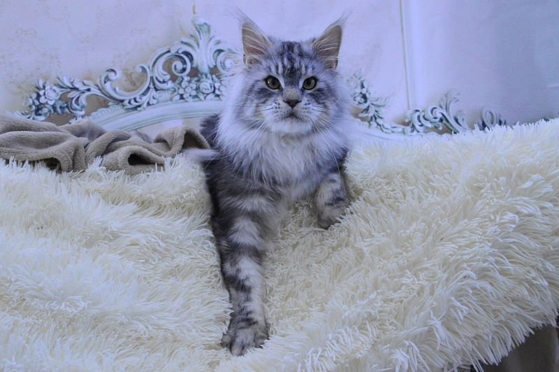 Quest Akbars - Adult maine-coon 2 years 2.5 weeks