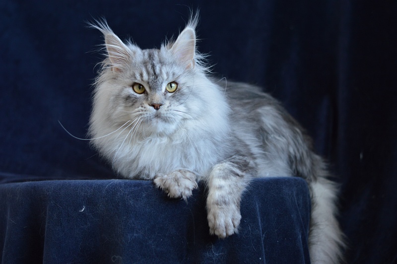 Quest Akbars - Adult maine-coon 2 years 9 months 2.5 weeks