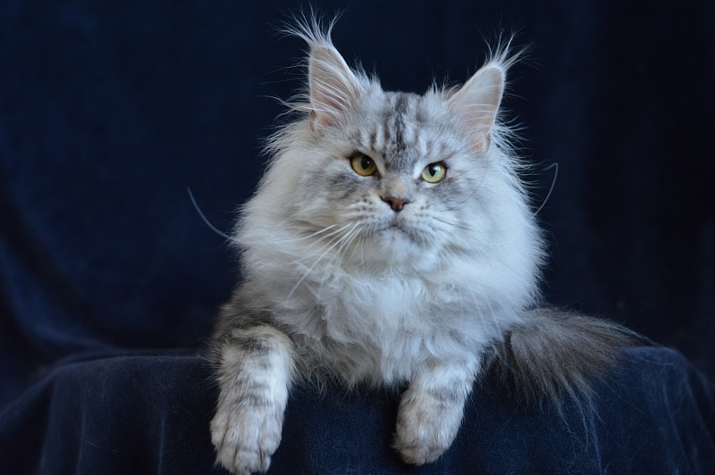 Quest Akbars - Adult maine-coon 2 years 9 months 2.5 weeks