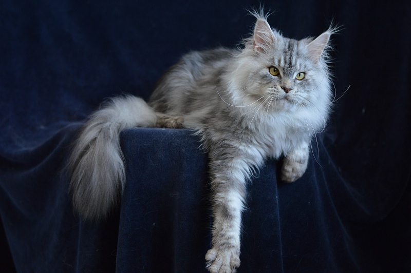 Quest Akbars - Adult maine-coon 2 years 9 months 2.5 weeks