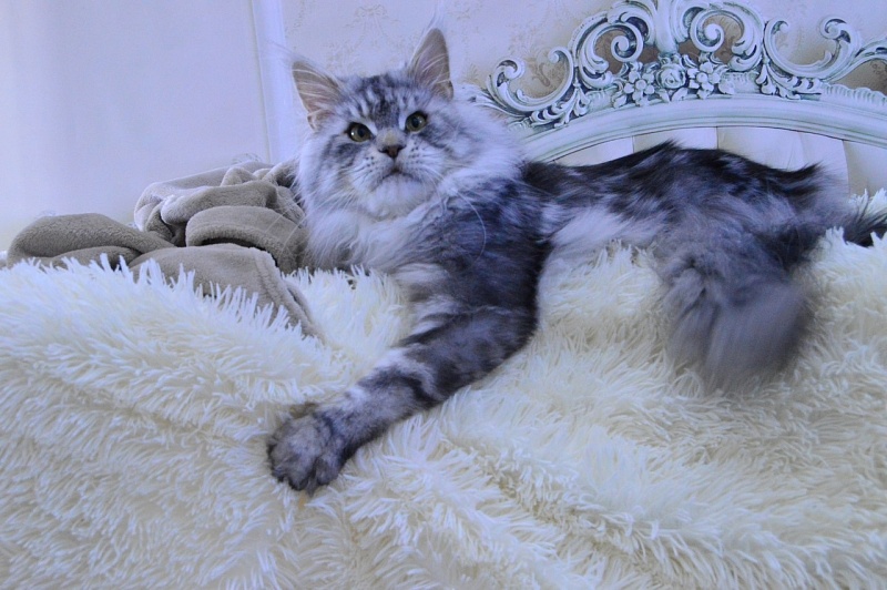 Quest Akbars - Adult maine-coon 2 years 2.5 weeks