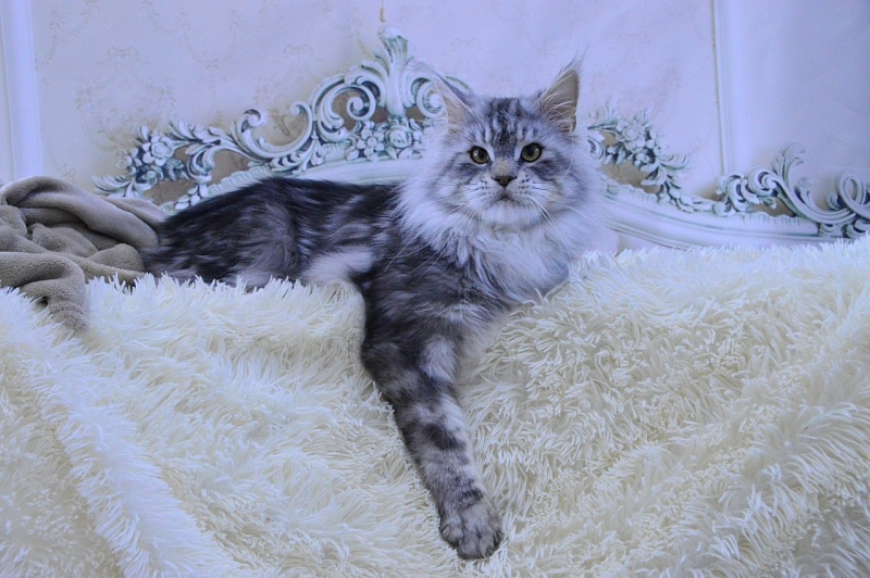 Quest Akbars - Adult maine-coon 2 years 2.5 weeks