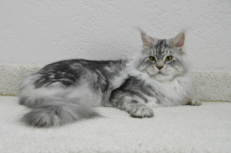 Quest Akbars - Adult maine-coon 2 years 2.5 weeks