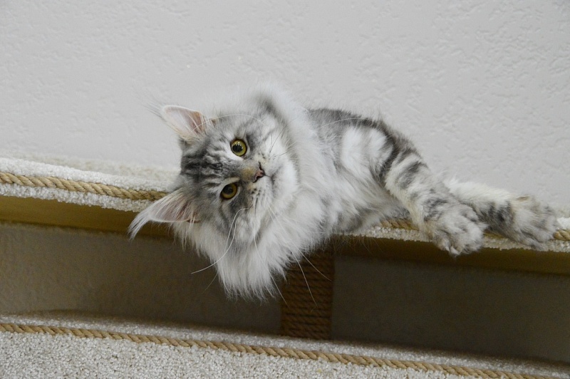 Quest Akbars - Adult maine-coon 2 years 2.5 weeks