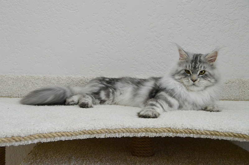 Quest Akbars - Adult maine-coon 2 years 2.5 weeks