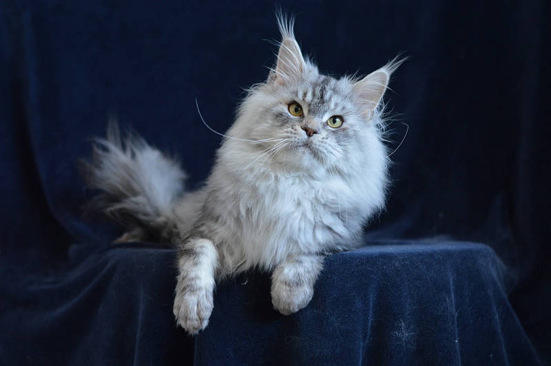 Quest Akbars - Adult maine-coon 2 years 9 months 2.5 weeks