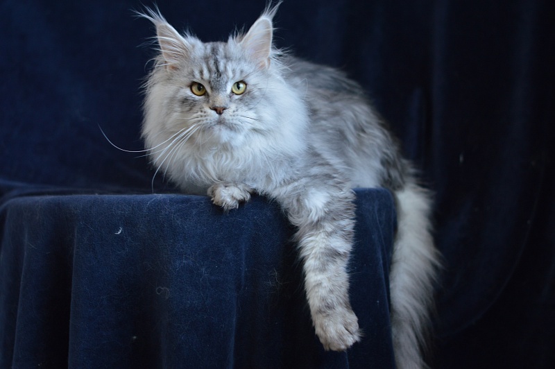 Quest Akbars - Adult maine-coon 2 years 9 months 2.5 weeks
