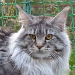 Jaguar of Talina City