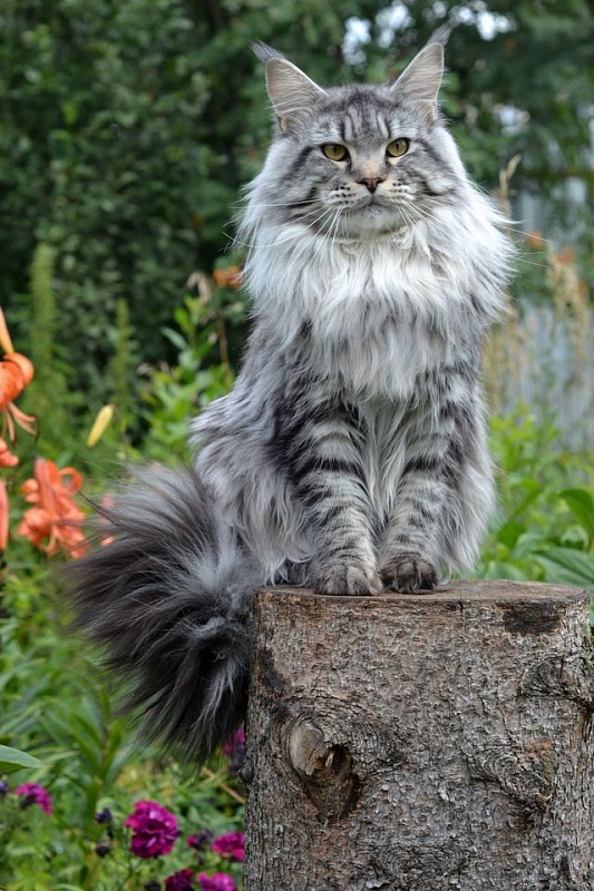 Jaguar of Talina City - maine-coon