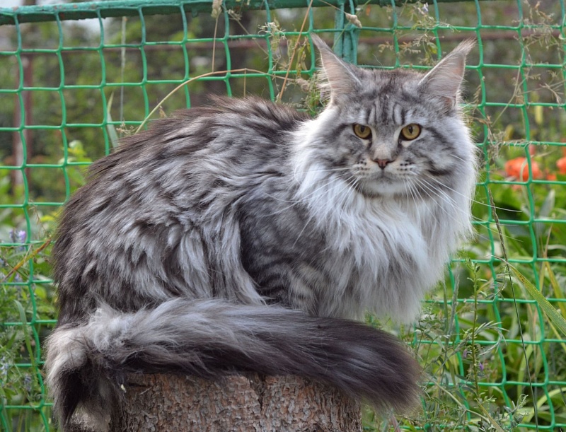 Jaguar of Talina City - maine-coon