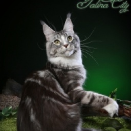 Ducky of Talina City