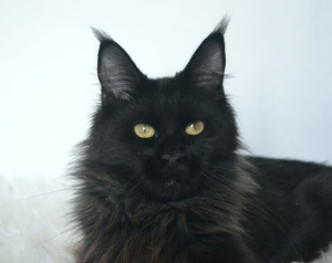 Super Man Eva Lovely - мейн-кун