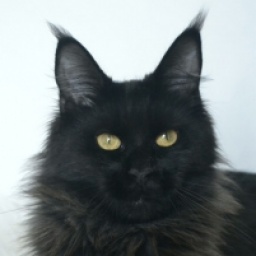 Super Man Eva Lovely