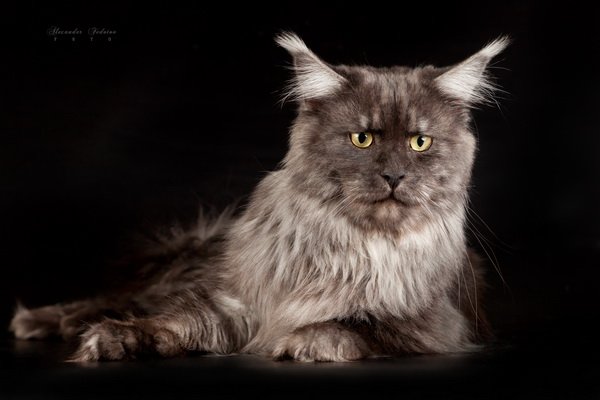 Serengeti Krasnyi Dar - мейн-кун