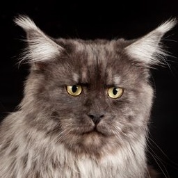 Serengeti Krasnyi Dar