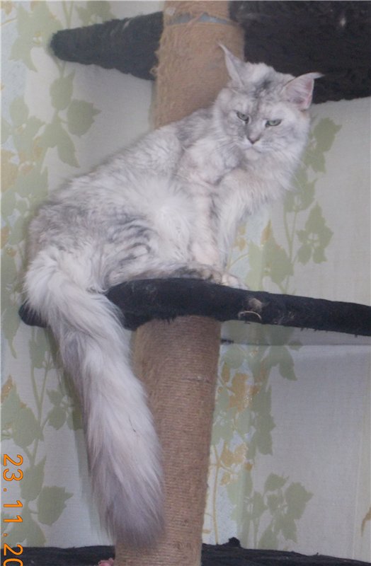 Honey MurHouse - мейн-кун