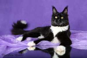 Favorite Angel Frant - maine-coon 09/28/2012