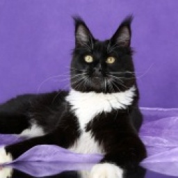 Favorite Angel Frant