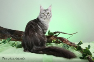 Catsvill County's Lodestar - мейн-кун 23.10.2012